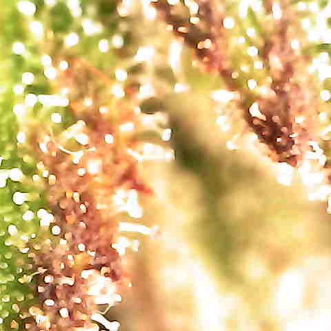 Grow-1-2023/2024-Indoor-Winter growlog photo: New microscope. Still a lot of clear based on side looks of trichomes.
