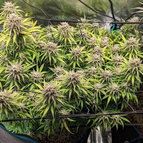 Grow-1-2023/2024-Indoor-Winter growlog photo: Very sticky!