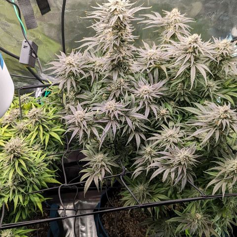 Grow-1-2023/2024-Indoor-Winter growlog photo: Very sticky!