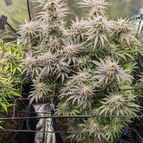 Grow-1-2023/2024-Indoor-Winter growlog timeline photo