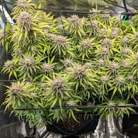 Grow-1-2023/2024-Indoor-Winter growlog timeline photo
