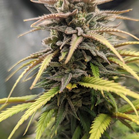 Grow-1-2023/2024-Indoor-Winter growlog timeline photo