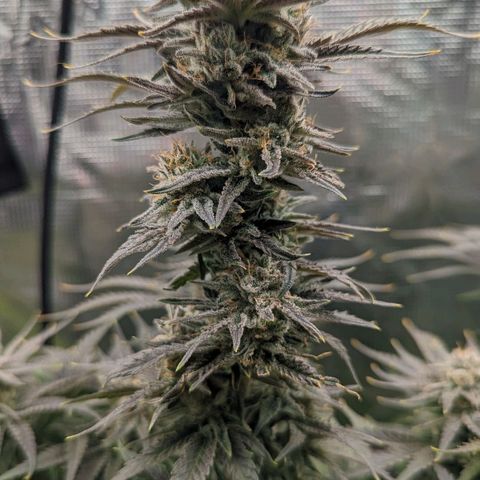 Grow-1-2023/2024-Indoor-Winter growlog timeline photo