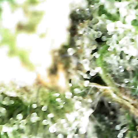 Grow-1-2023/2024-Indoor-Winter growlog timeline photo