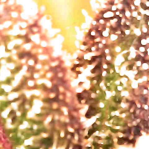 Grow-1-2023/2024-Indoor-Winter growlog timeline photo