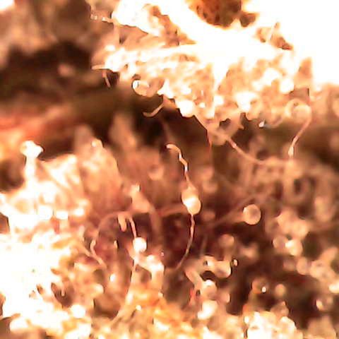Grow-1-2023/2024-Indoor-Winter growlog photo: Some amber.