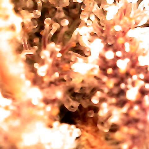 Grow-1-2023/2024-Indoor-Winter growlog photo: Some amber.