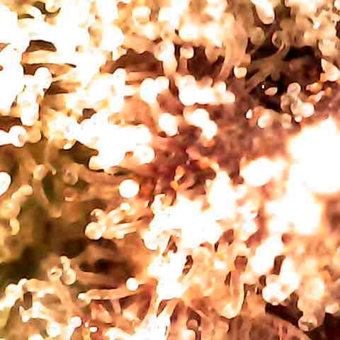 Grow-1-2023/2024-Indoor-Winter growlog photo: Some amber.