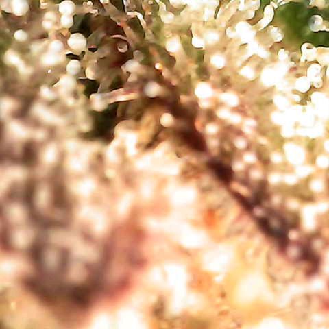Grow-1-2023/2024-Indoor-Winter growlog photo: Some amber.