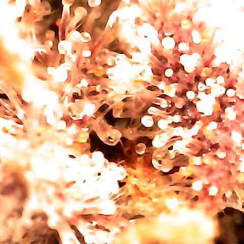 Grow-1-2023/2024-Indoor-Winter growlog photo: Some amber.