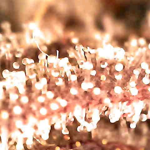 Grow-1-2023/2024-Indoor-Winter growlog photo: Some amber.