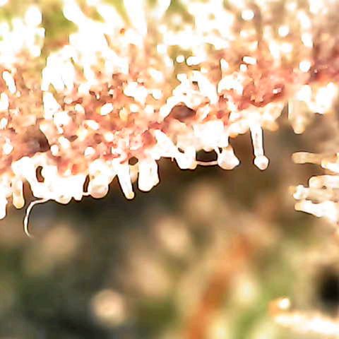 Grow-1-2023/2024-Indoor-Winter growlog photo: Some amber.