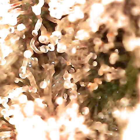Grow-1-2023/2024-Indoor-Winter growlog photo: Some amber.