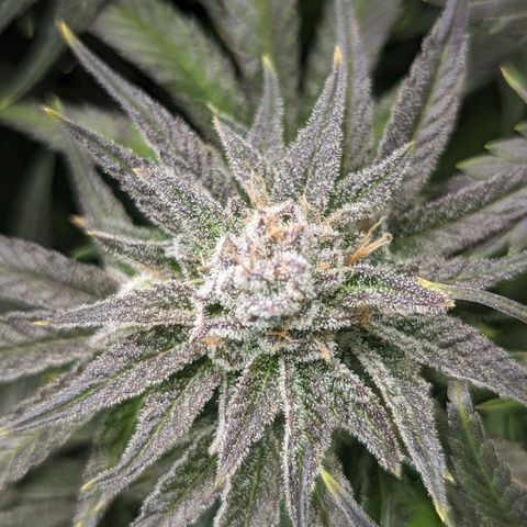 Grow-1-2023/2024-Indoor-Winter growlog timeline photo