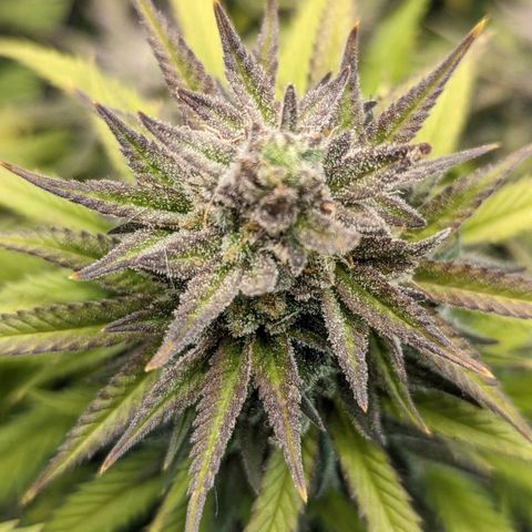Grow-1-2023/2024-Indoor-Winter growlog timeline photo