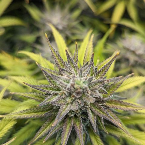Grow-1-2023/2024-Indoor-Winter growlog timeline photo