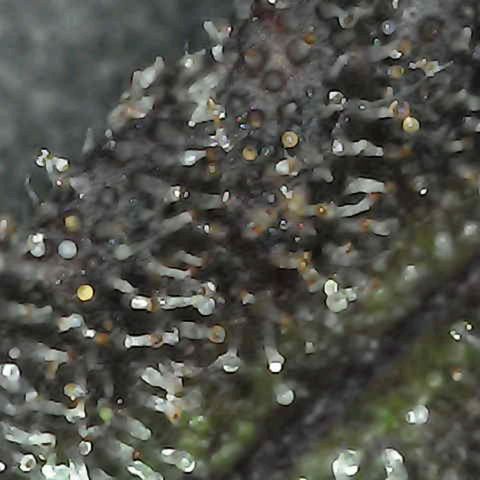 Grow-1-2023/2024-Indoor-Winter growlog timeline photo
