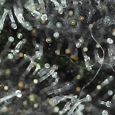 Grow-1-2023/2024-Indoor-Winter growlog timeline photo