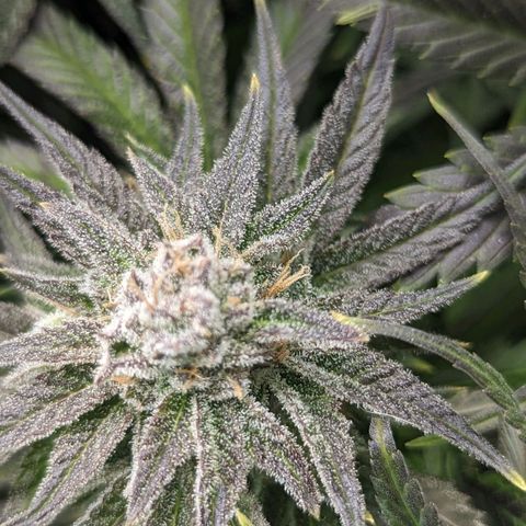 Grow-1-2023/2024-Indoor-Winter growlog timeline photo