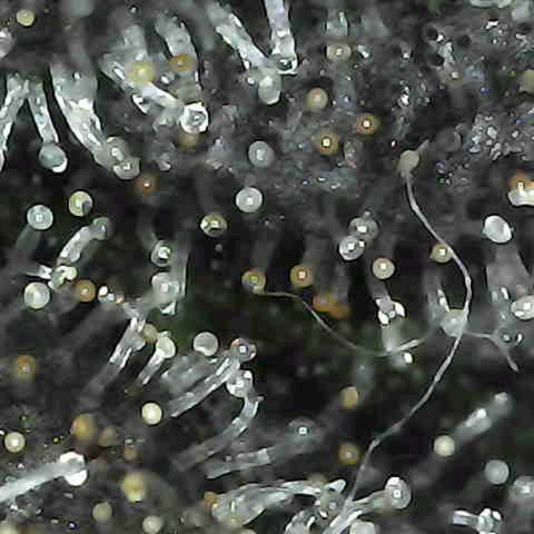 Grow-1-2023/2024-Indoor-Winter growlog timeline photo