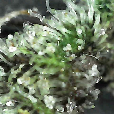 Grow-1-2023/2024-Indoor-Winter growlog timeline photo