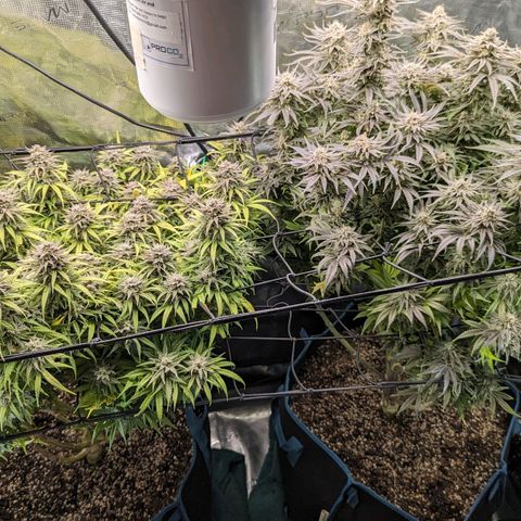 Grow-1-2023/2024-Indoor-Winter growlog timeline photo