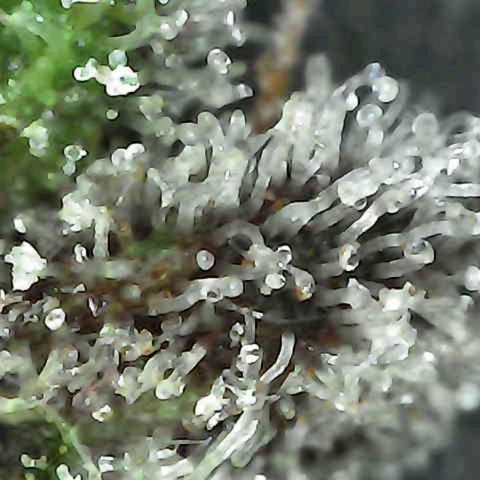 Grow-1-2023/2024-Indoor-Winter growlog timeline photo