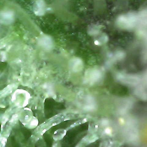 Grow-1-2023/2024-Indoor-Winter growlog photo: Cut off a bud. Some milky but mostly clear