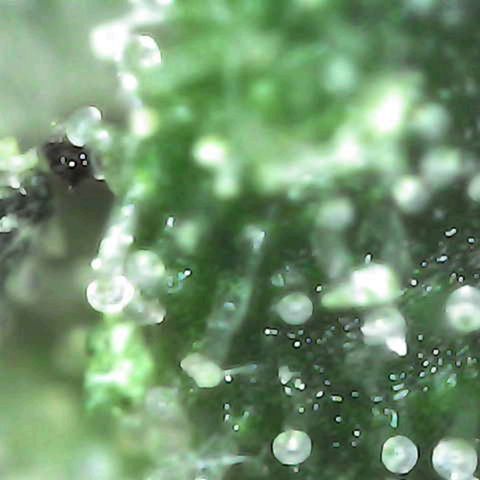 Grow-1-2023/2024-Indoor-Winter growlog photo: Cut off a bud. Some milky but mostly clear