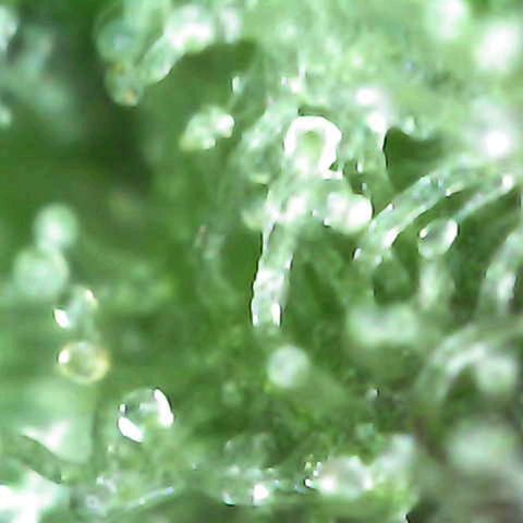 Grow-1-2023/2024-Indoor-Winter growlog photo: Cut off a bud. Some milky but mostly clear