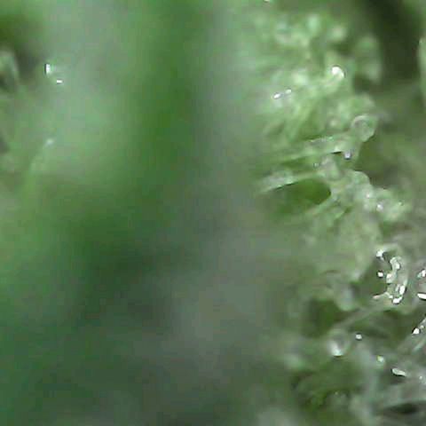 Grow-1-2023/2024-Indoor-Winter growlog photo: Cut off a bud. Some milky but mostly clear
