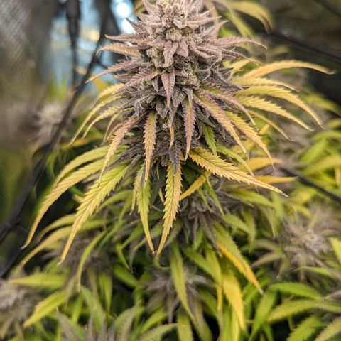 Grow-1-2023/2024-Indoor-Winter growlog photo: Still waiting