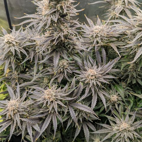 Grow-1-2023/2024-Indoor-Winter growlog photo: Still waiting