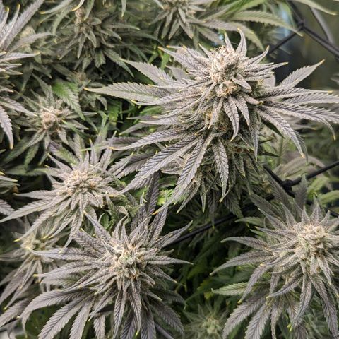 Grow-1-2023/2024-Indoor-Winter growlog photo: Still waiting