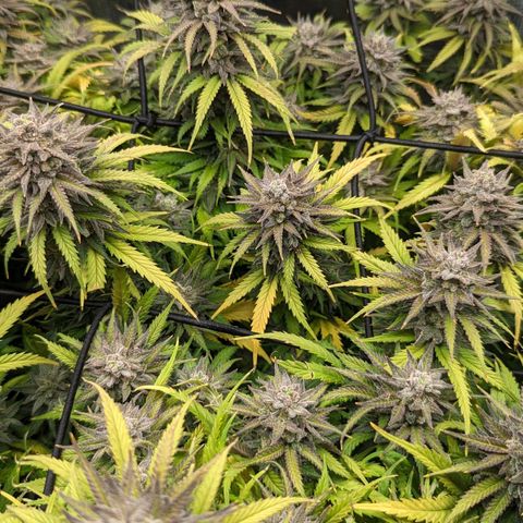 Grow-1-2023/2024-Indoor-Winter growlog photo: Still waiting