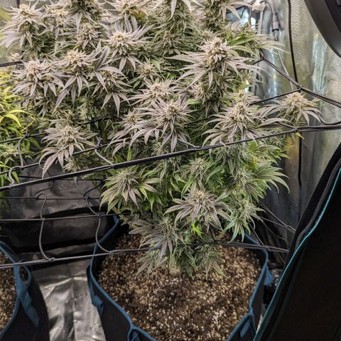 Grow-1-2023/2024-Indoor-Winter growlog photo: Still waiting