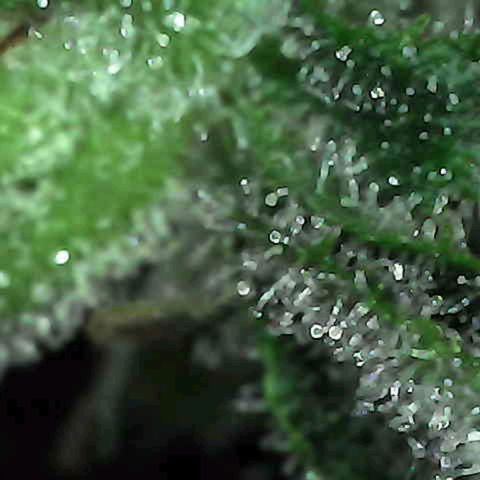 Grow-1-2023/2024-Indoor-Winter growlog photo: Still waiting