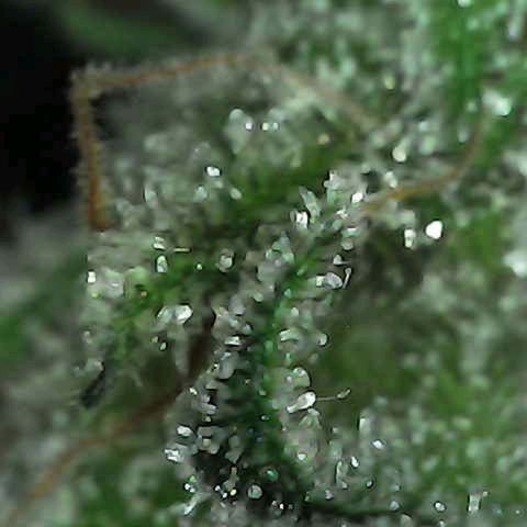 Grow-1-2023/2024-Indoor-Winter growlog photo: Still waiting