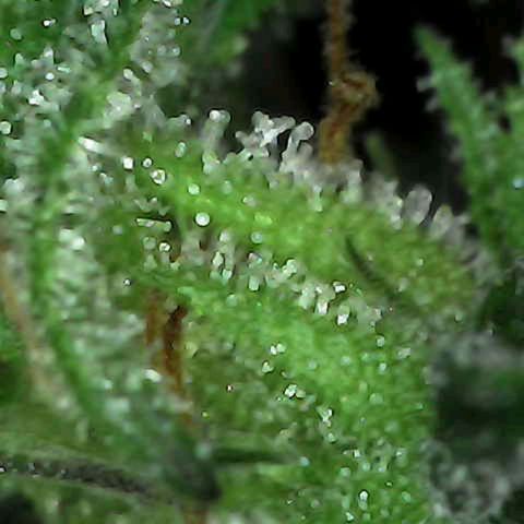 Grow-1-2023/2024-Indoor-Winter growlog photo: Still waiting