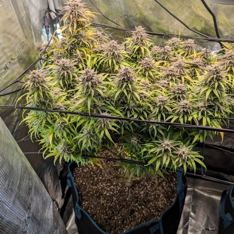 Grow-1-2023/2024-Indoor-Winter growlog photo: Still waiting