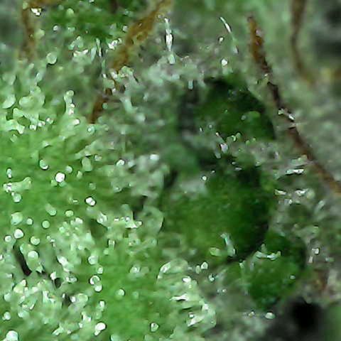 Grow-1-2023/2024-Indoor-Winter growlog photo: Still waiting