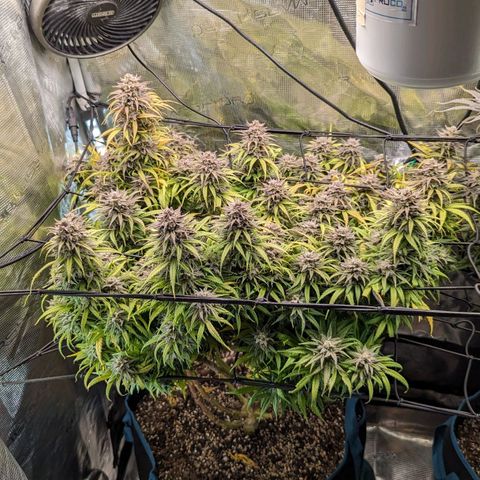 Grow-1-2023/2024-Indoor-Winter growlog photo: Added 1 tbsp hydrated lime to one gallon water for yellow. Other just plain water.