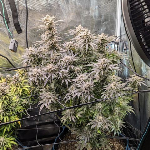 Grow-1-2023/2024-Indoor-Winter growlog photo: Added 1 tbsp hydrated lime to one gallon water for yellow. Other just plain water.
