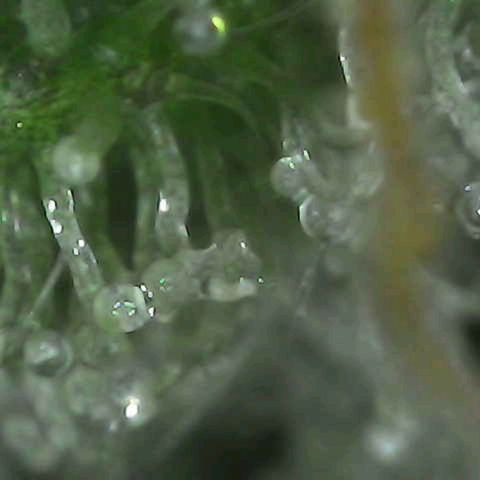 Grow-1-2023/2024-Indoor-Winter growlog timeline photo