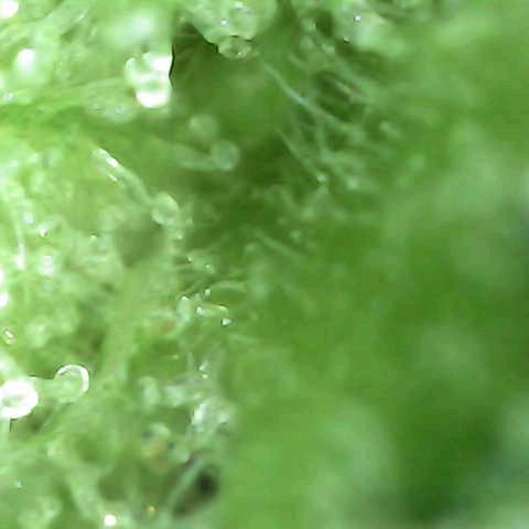 Grow-1-2023/2024-Indoor-Winter growlog timeline photo