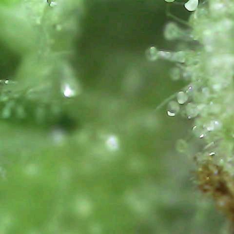 Grow-1-2023/2024-Indoor-Winter growlog timeline photo