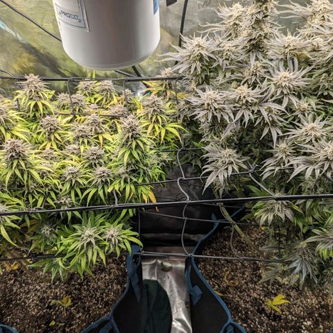 Grow-1-2023/2024-Indoor-Winter growlog photo: Maybe starting to see milky trichs.