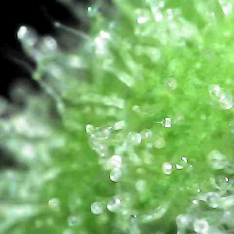 Grow-1-2023/2024-Indoor-Winter growlog photo: Maybe starting to see milky trichs.