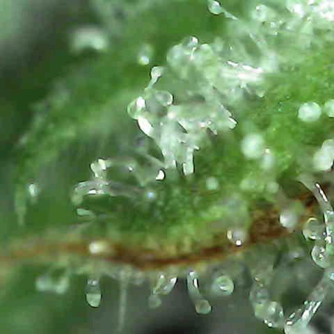 Grow-1-2023/2024-Indoor-Winter growlog photo: Maybe starting to see milky trichs.