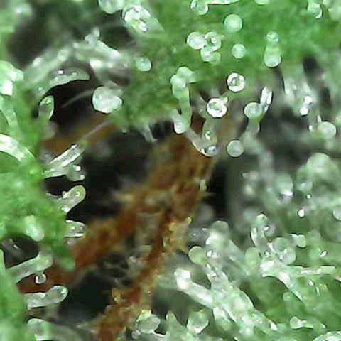 Grow-1-2023/2024-Indoor-Winter growlog photo: Maybe starting to see milky trichs.